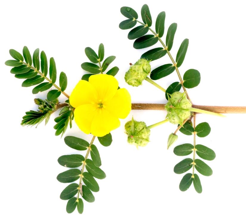 Feronex-ek Tribulus terrestris extract dauka